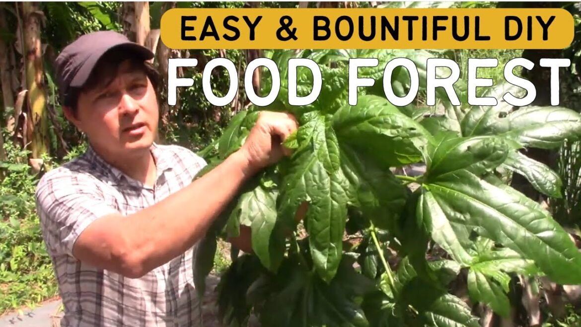 Florida Food Forest DIY: Grow Your Own Tropical Edible Garden Paradise Florida Food Forest DIY: Grow Your Own Tropical Edible Garden Paradise