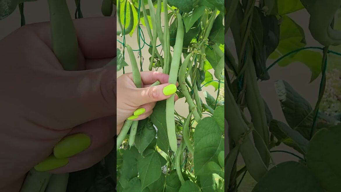 Unlock the Secret to a Successful Green Bean Harvest #greenbeans #gardeningtips #harvest #homegrown
