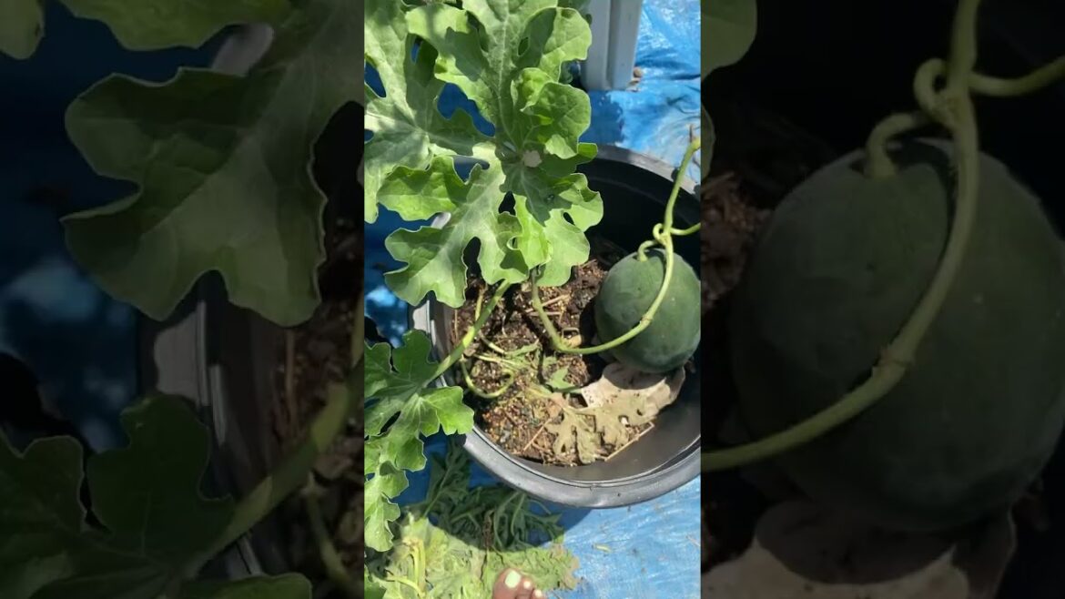 🍉🍓#update #gardening #watermelon  #container  #epic