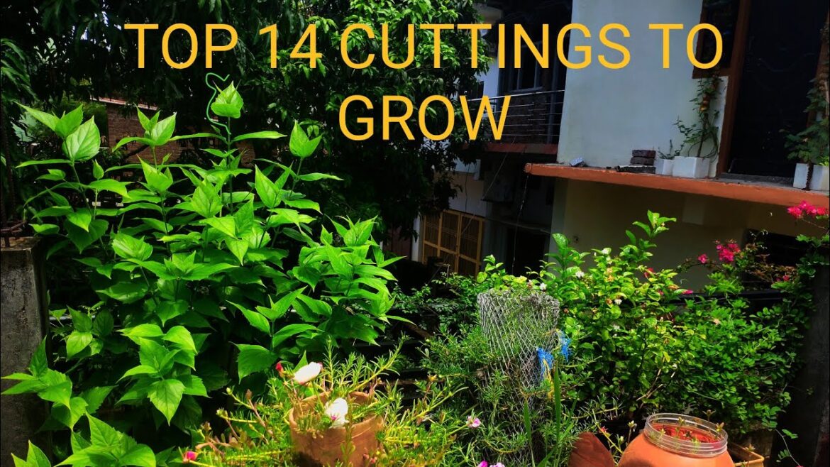 Cuttings in monsoon।बरसात में कटिंग से फ्री में बढ़ाए पौधे#gardening