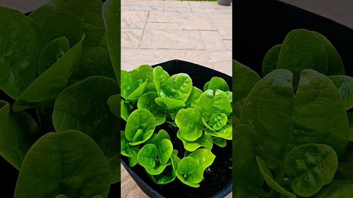 Malabar Spinach #organicgardenbestway #viral #gardening #vegetablegardening #malabarspinach