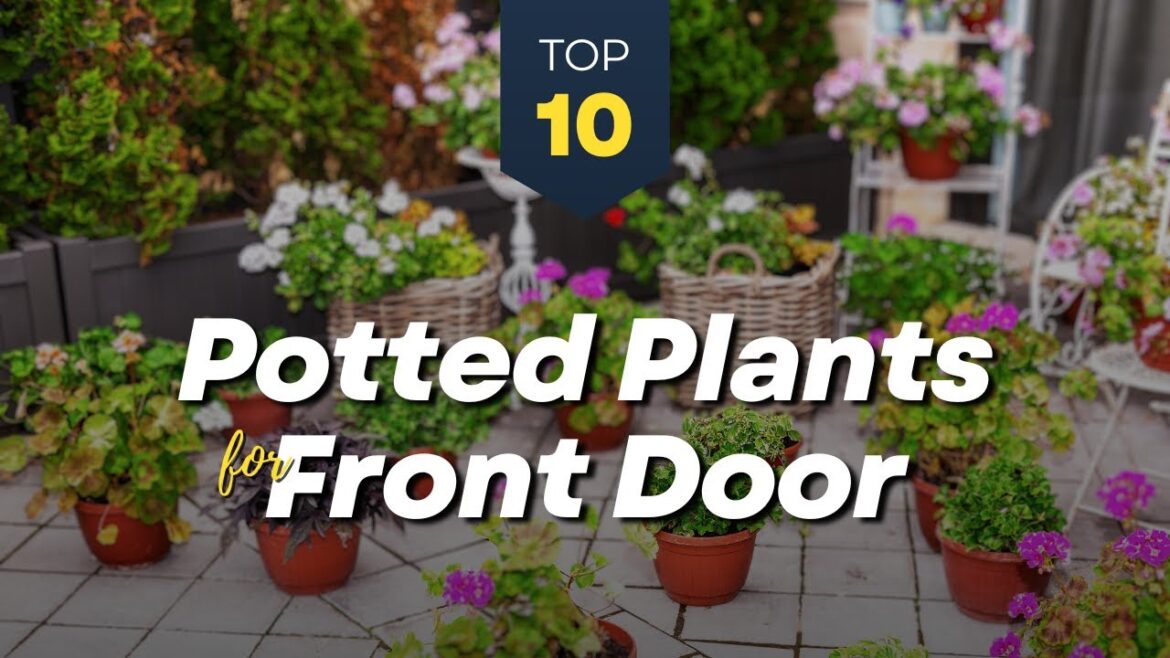 10 Best Plants for Pots at Front Door and Entrance🌼🏡 Beautify Your House 🪴🌿 10 Best Plants for Pots at Front Door and Entrance🌼🏡 Beautify Your House 🪴🌿