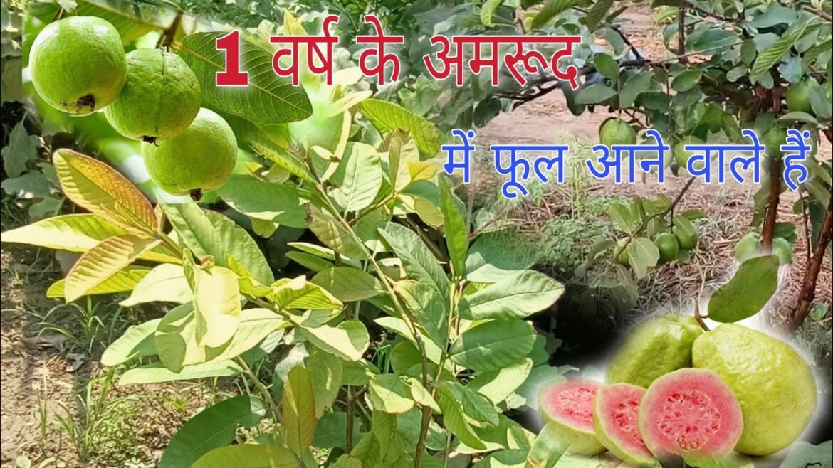 Garden me amrood| #gardening #vegetablegarden Garden me amrood| #gardening #vegetablegarden