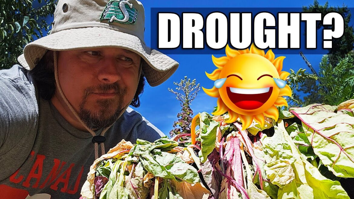 6 Drought Tips For Your Garden In 2023