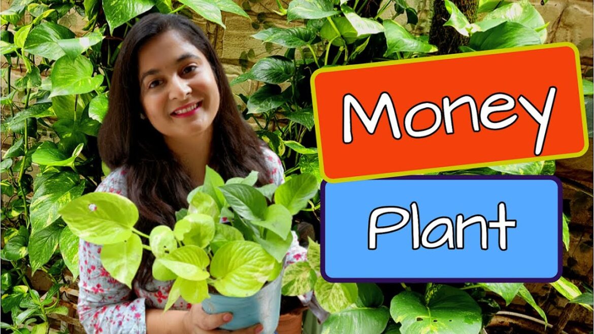 Money Plant Complete Tips ऐसे करे इसको घना /Propagate, Care and make bushy / #gardening #moneyplant Money Plant Complete Tips ऐसे करे इसको घना /Propagate, Care and make bushy / #gardening #moneyplant