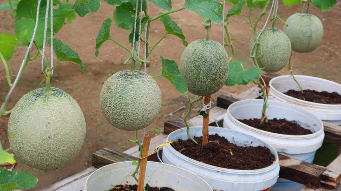 How to grow melons easily with high productivity in plastic containers for beginner