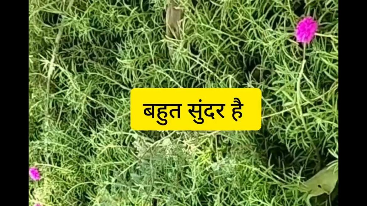 Very beautiful flower vine🌹Bhagwant nirogi kaya viral video