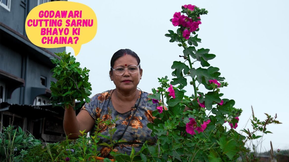 Chrysanthemum Plant Cutting Time is Here I Nepali Gardening Tips by Pabitra Garden