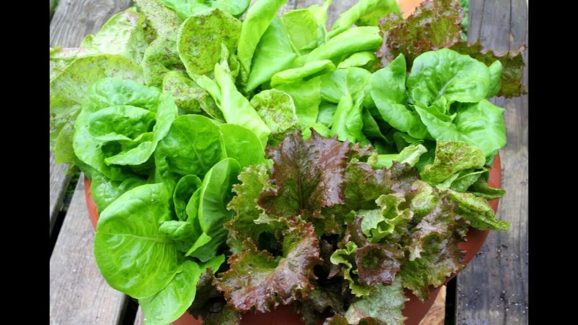Tips For Growing Lettuce In Containers-For Beginners-Gardening Basics