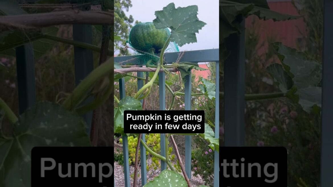 How to grow Pumpkin plant in container #gardening  #shorts