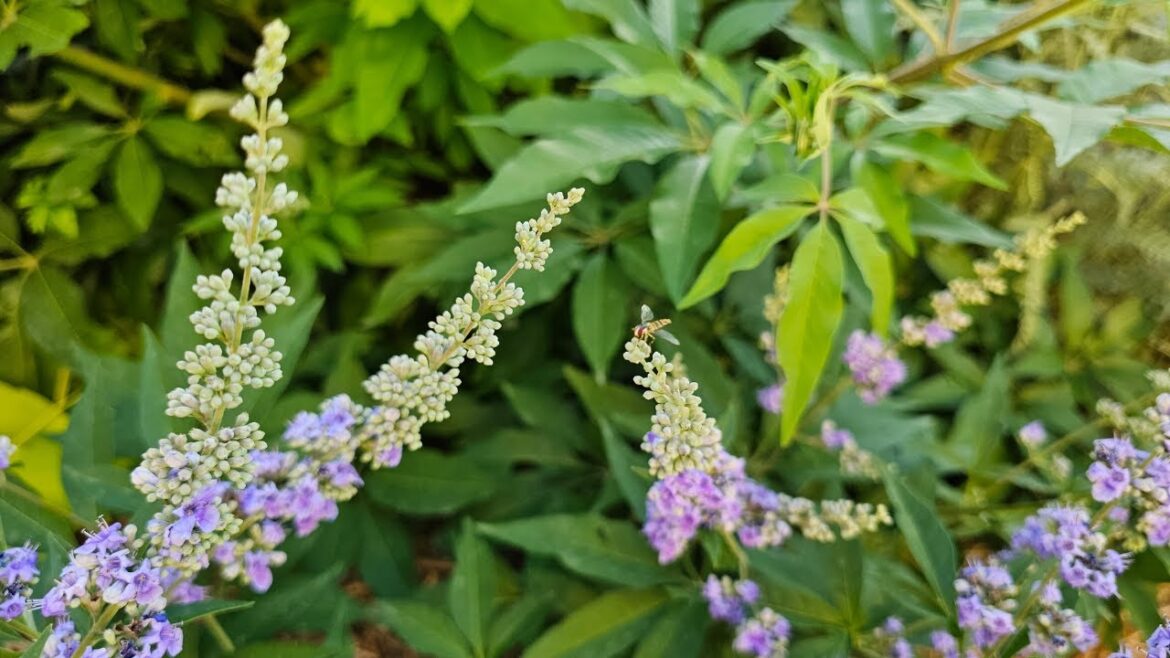 38 Beginning Gardener Series How to Control Plant Pests and Disease Using IPM