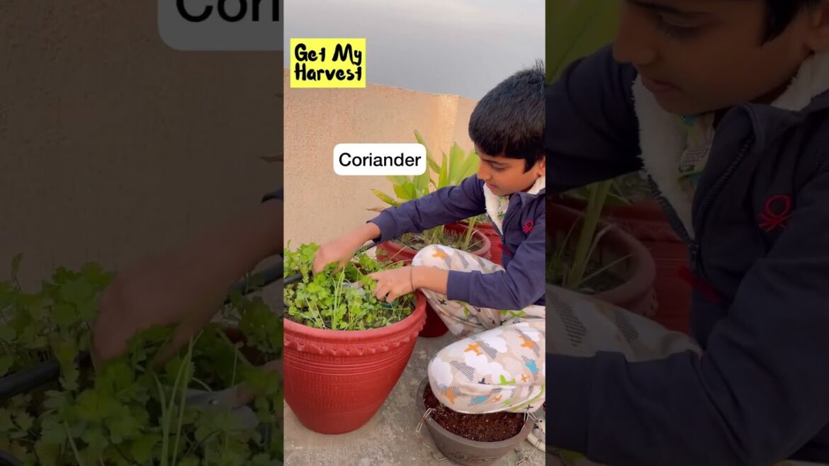 Welcome to our Terrace Garden on 3rd floor | घर की छत पर सब्जियां #Shorts Welcome to our Terrace Garden on 3rd floor | घर की छत पर सब्जियां #Shorts