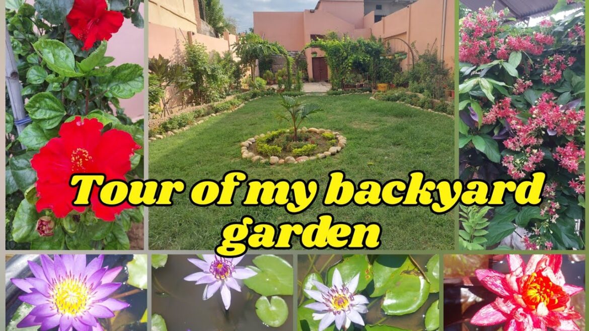 My backyard garden overview with my waterplant/Sunday garden update with my rainy season work My backyard garden overview with my waterplant/Sunday garden update with my rainy season work