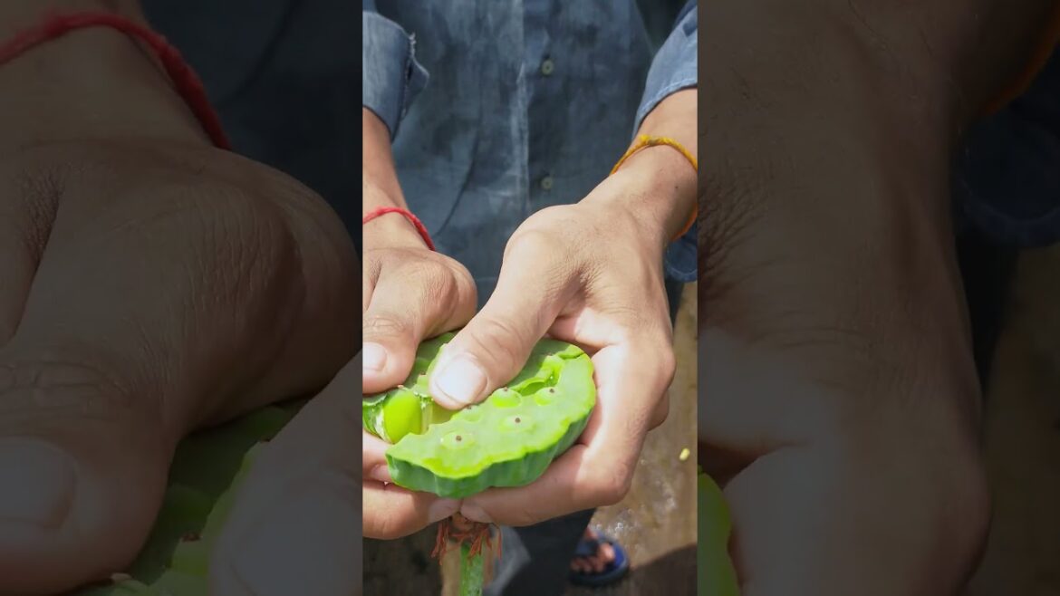 Wow 😮 Amazing villager showing skill | A lots of lotus | #fruit #short #shorts #lotus #viral