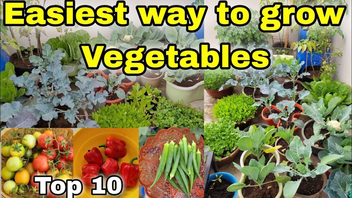 My favourite 10 Easiest way to grow vegetables at Home/Garden