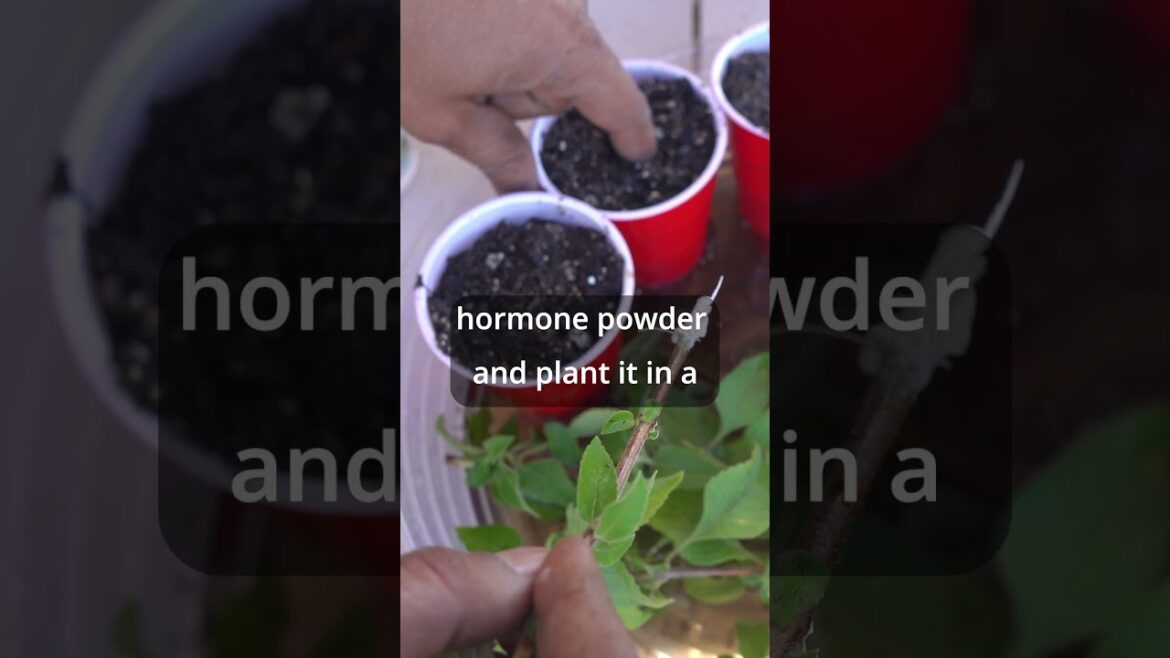 Rooting Plant Cuttings Secrets   Part 3 of 3 #Shorts