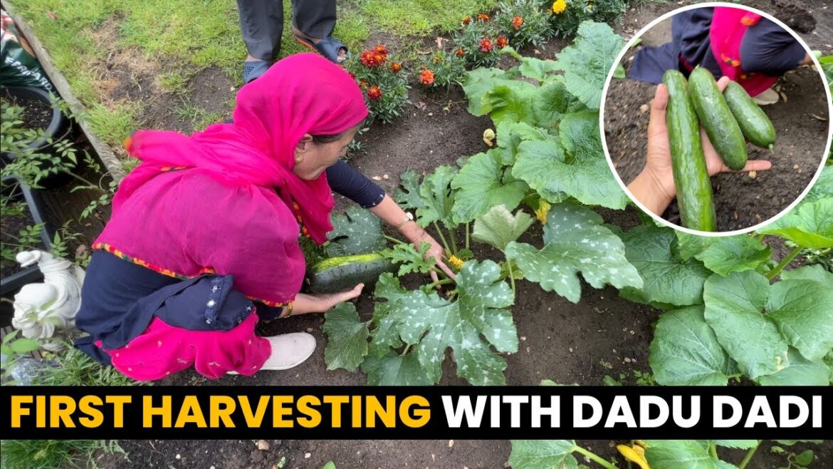 Harvesting Day - Vegetable Garden in England | Kitchen Garden vegetables
