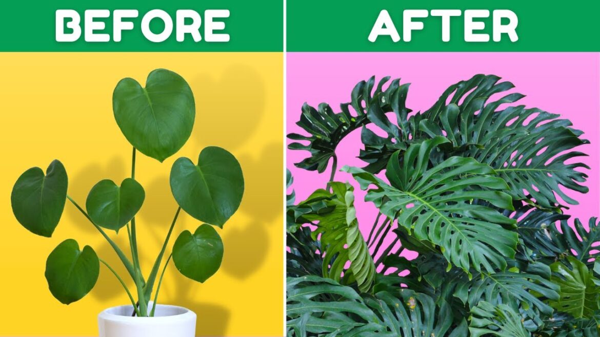 If I Only Knew These Monstera Tips 5 Years Ago