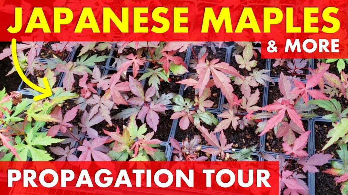 My Propagation Setup Tour | Japanese Maple Trees & More