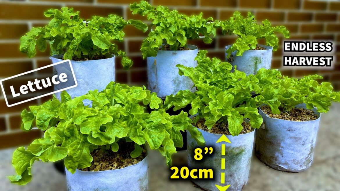 Growing Lettuce for Endless Harvest from Seed in small space - Container Garden