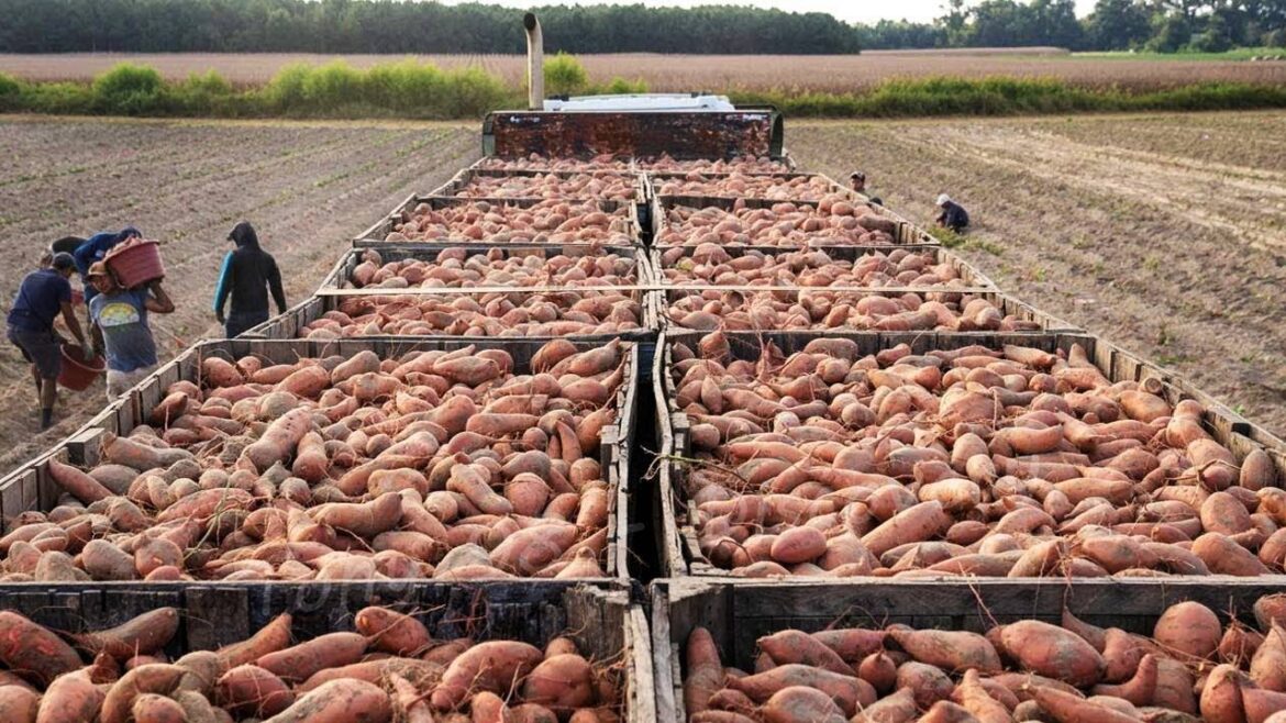 Sweet Potato Production in America: How 3.7 Million Pounds Are Produced - American Farming
