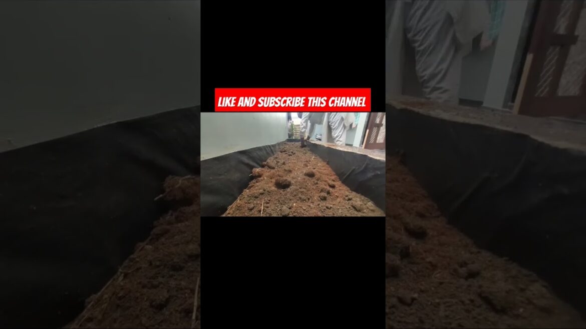 front yard garden #viral #shorts #viralvideo #bonsaiplant #flowersplants #nurseryplants front yard garden #viral #shorts #viralvideo #bonsaiplant #flowersplants #nurseryplants