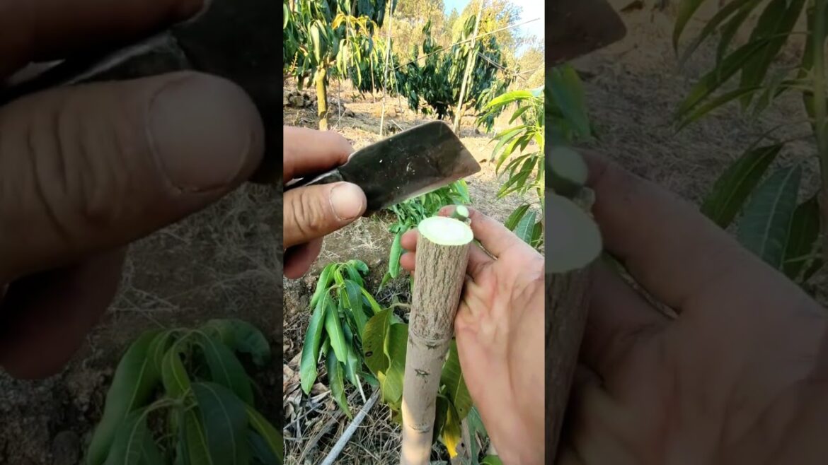 Grafting tips for Mango fruit tree #gardening #grafting