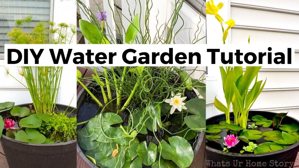 DIY Water Garden In a Pot - How to Make a Container Water Garden - Grow Water Lily in Pot
