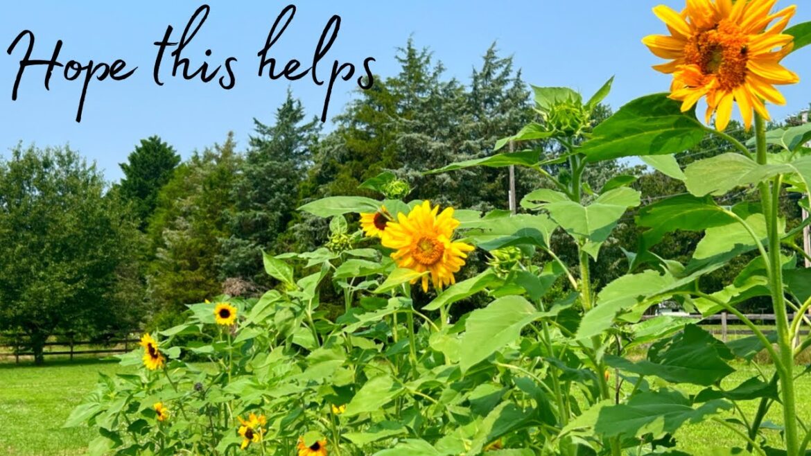 Gardening | The Beauty of Hard Work