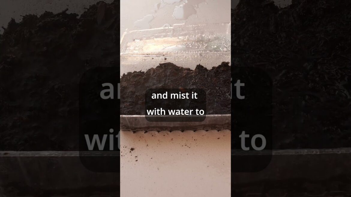 Rooting Plant Cuttings Secrets | Part 2 of 3 #Shorts