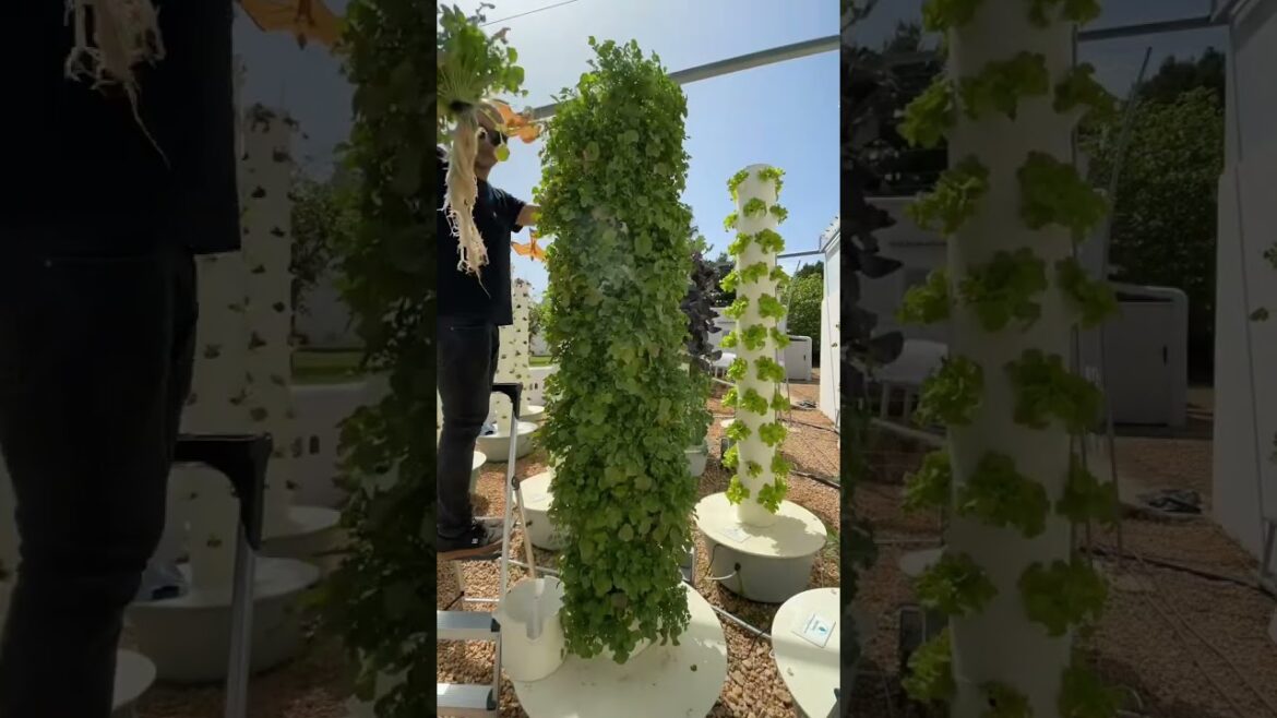 Tower Garden Triumph: 44 Watercress Plants Ready for the Table! 🥗🥗🥗 #FreshWatercress #TowerHarvest