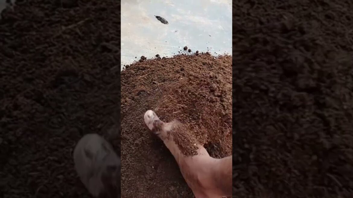 Terrace Garden Tips #youtubeshorts #gardening #shorts @homemakerstrategy