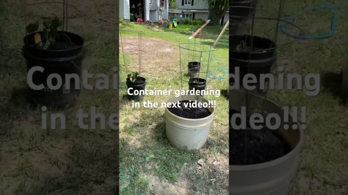 Container Gardening!!! #gardening #garden