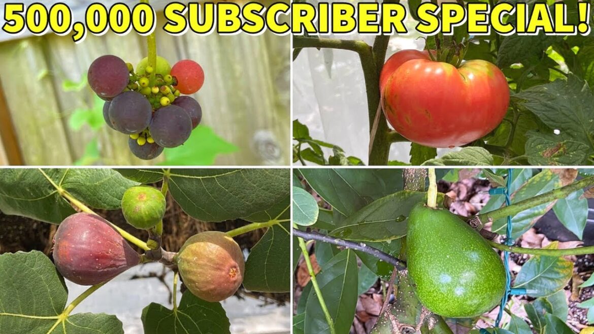 500,000 SUBSCRIBER SPECIAL!