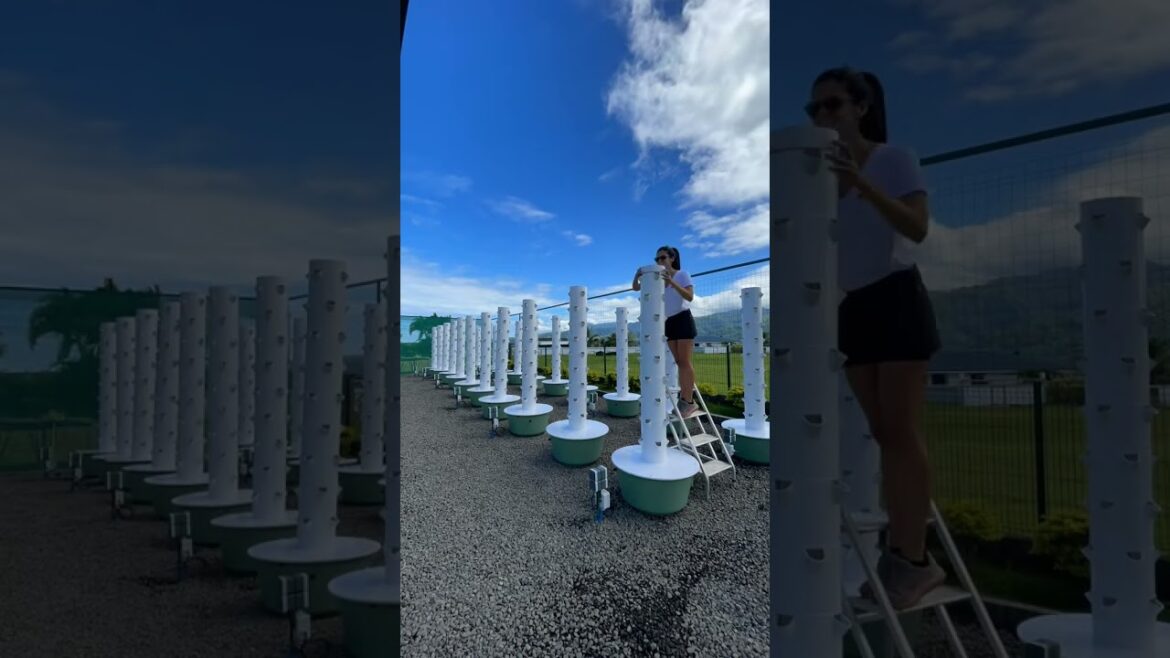 "From Seed to Sky: 4 Weeks of Vertical Farming in Tropical Tahiti 🌱 #VerticalFarm #Tahiti"