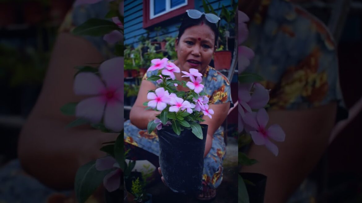 How to Care Vinca Plant in Rainy Season? Nepali Gardening Tips #shorts #vincaflower #vincaplant How to Care Vinca Plant in Rainy Season? Nepali Gardening Tips #shorts #vincaflower #vincaplant