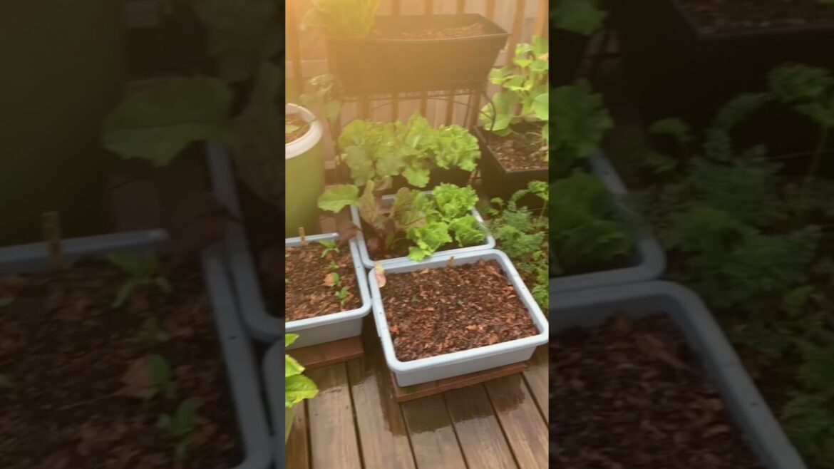 Growing Food in Containers | 30 days of Growth