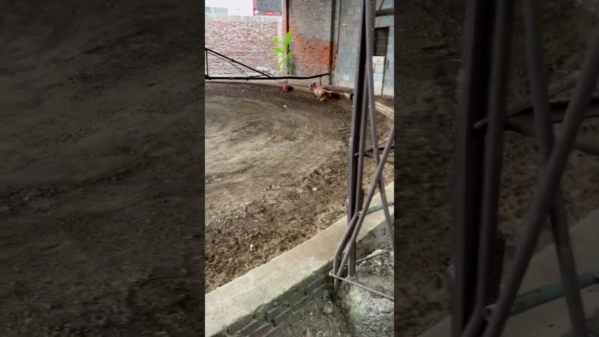 A dog thinks he’s not working hard enough until he dies A dog thinks he's not working hard enough until he dies