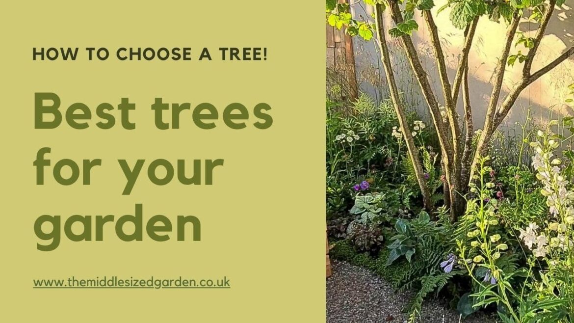Trees for small gardens – expert tips and new ideas Trees for small gardens - expert tips and new ideas