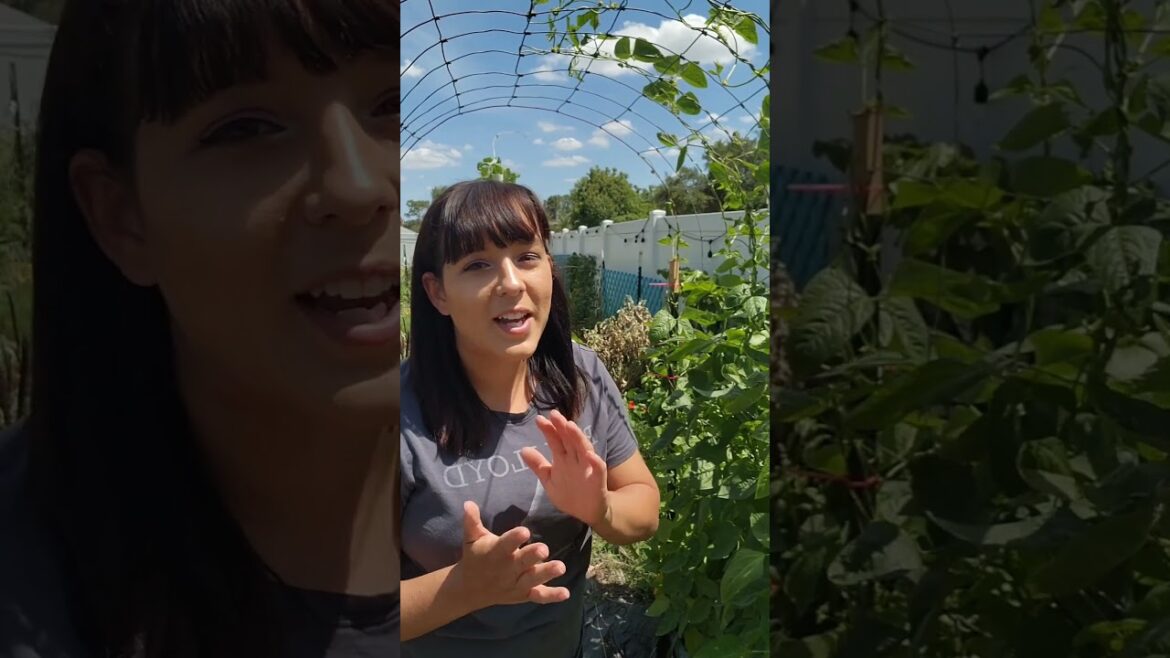 3 Tips for LOTS of yard long bean production #yardlongbeans #beans #garden #gardentips #plants #grow 3 Tips for LOTS of yard long bean production #yardlongbeans #beans #garden #gardentips #plants #grow