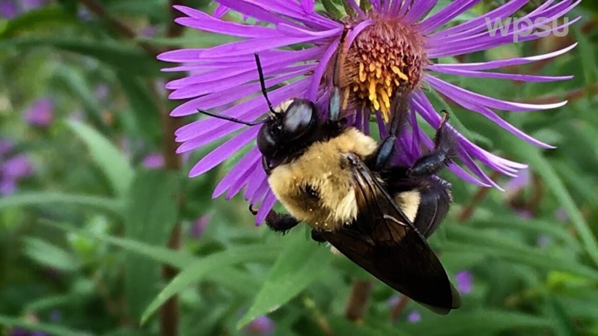 Planning a Pollinator Garden | Year-Round Gardening