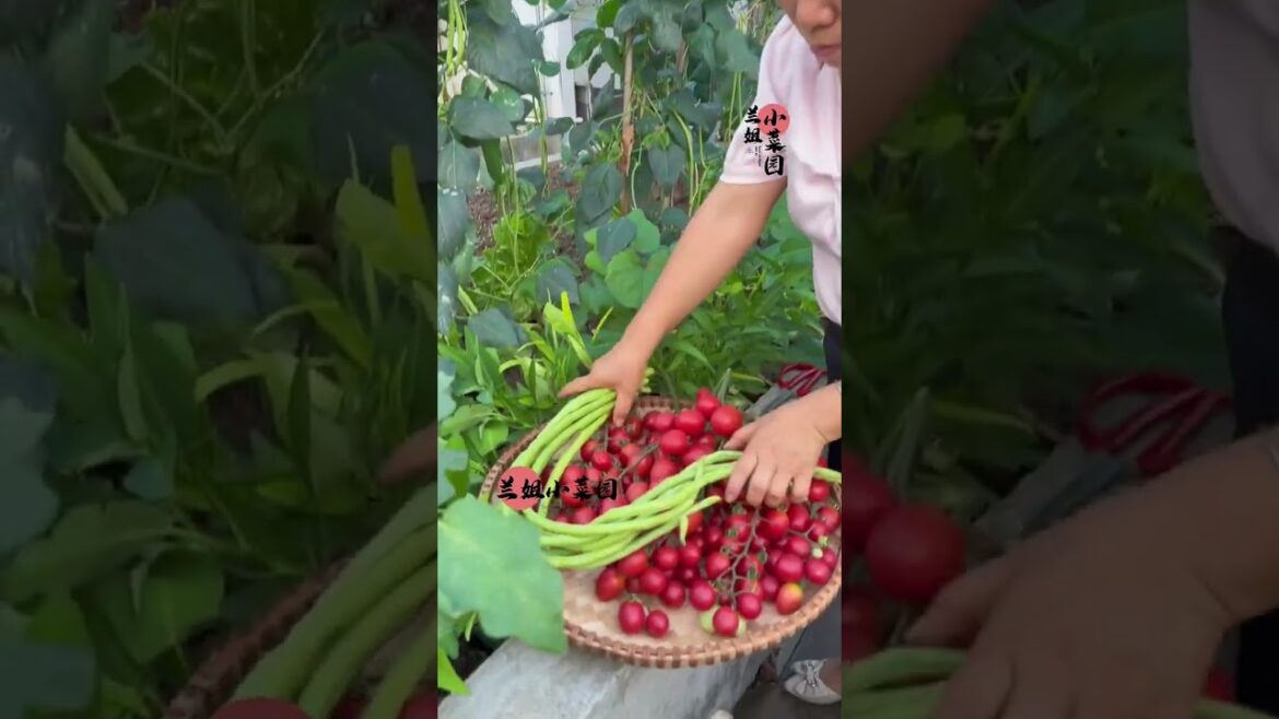 My growing Vegetable at home by Meimei