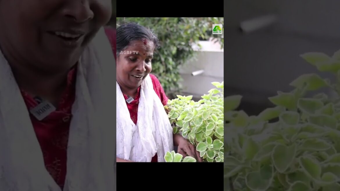 പനിക്കൂർക്കയിലെ ഈ വെറൈറ്റി കണ്ടിട്ടുണ്ടോ ? ഇത് പാണ്ടൻ പനിക്കൂർക്ക | Lalitha, Padivattom പനിക്കൂർക്കയിലെ ഈ വെറൈറ്റി കണ്ടിട്ടുണ്ടോ ? ഇത് പാണ്ടൻ പനിക്കൂർക്ക | Lalitha, Padivattom