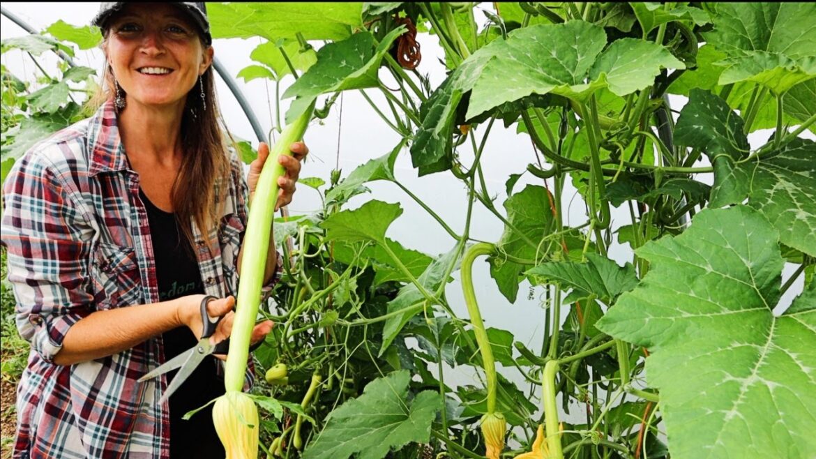 Abundance on the Farmstead - Potatoes, Onions, Blueberries, Squash, Flowers, Compost & Crazy Weather