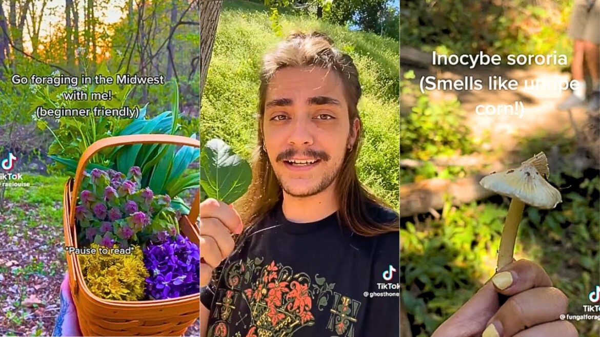 foraging videos for tree huggers