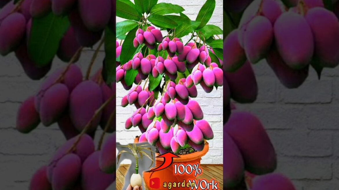 how to propagate mango trees using eggs to stimulate roots.#growingfruits #gardeningtips #shorts