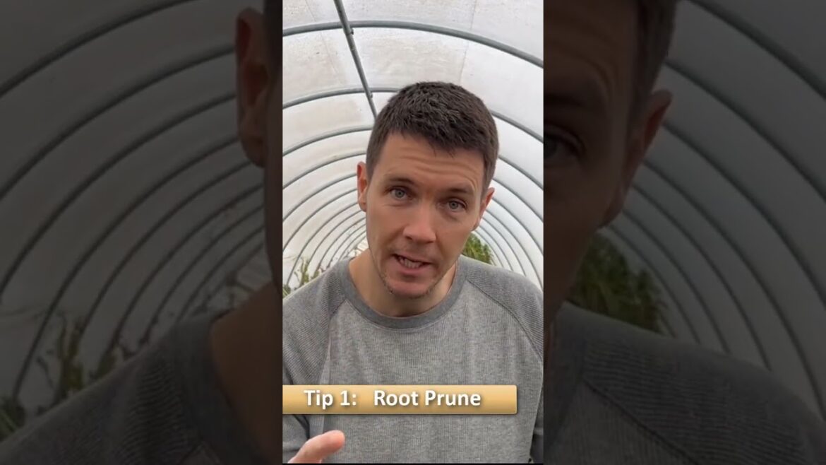 4 Easy Tips for Transplanting a Plant #shorts #plants #garden #tree #gardeningtips #tips #gardening 4 Easy Tips for Transplanting a Plant #shorts #plants #garden #tree #gardeningtips #tips #gardening