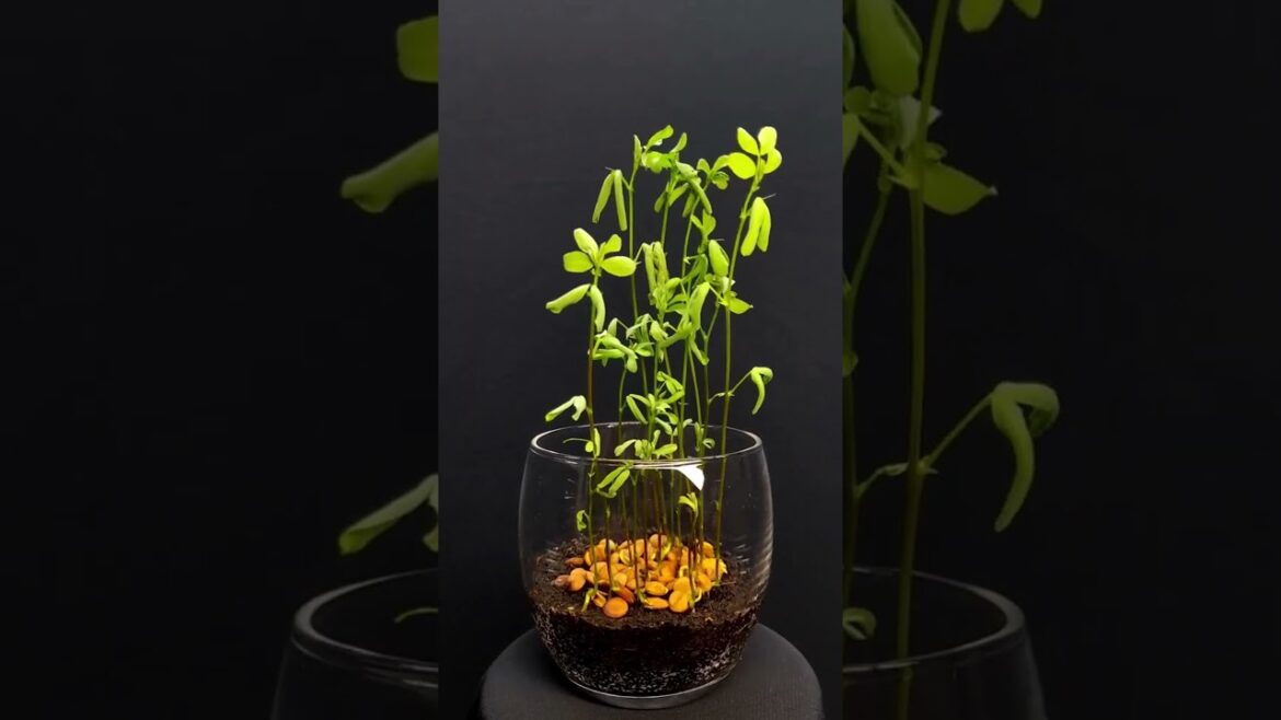 Lentil Growth Unveiled ｜ A Visual Delight through Time Lapse Photography