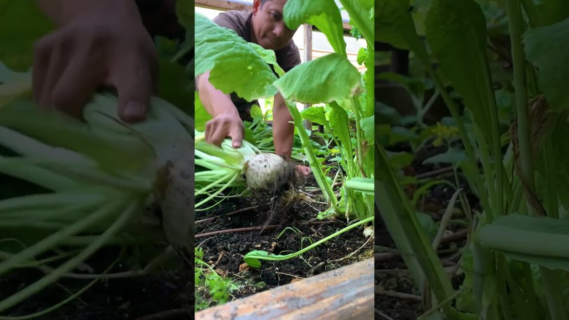 One of the most calming sounds on earth. Veggies being pulled from the ground. Or is it just me😅😂