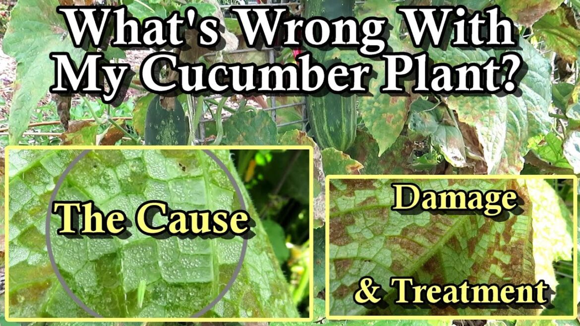 Identifying Cucumber Leaf Damage and Cause: Treating Leaf Hoppers with Peppermint Oil Spray!